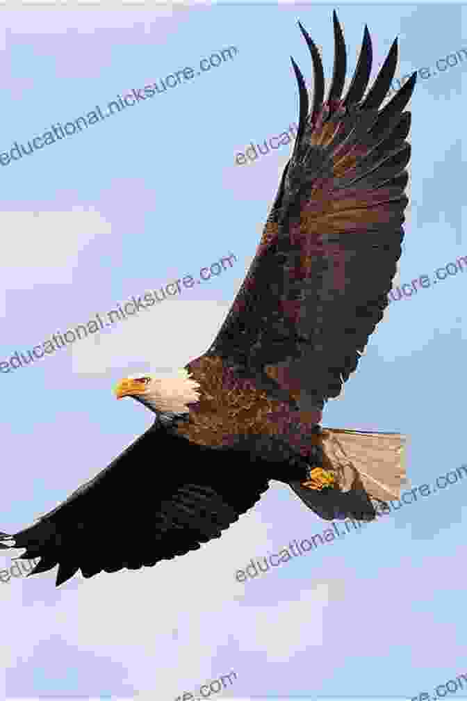 A Bald Eagle Soaring In The Sky Birds Of Colorado Field Guide (Bird Identification Guides)