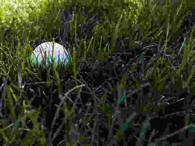 A Dense Patch Of Rough Grass With A Golf Ball Partially Submerged. The Anatomy Of A Golf Course: The Art Of Golf Architecture