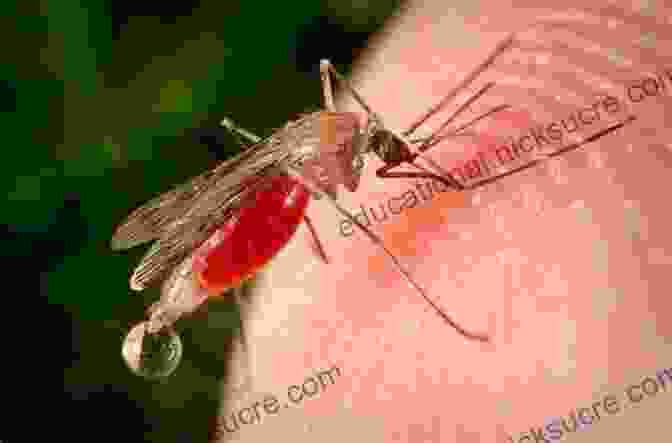 A Mosquito Feeding On Blood. The Silken Thread: Five Insects And Their Impacts On Human History