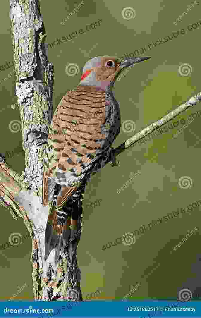 A Northern Flicker Perched On A Tree Trunk Birds Of Colorado Field Guide (Bird Identification Guides)