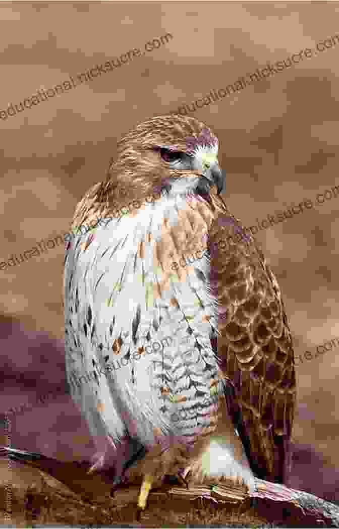 A Red Tailed Hawk Perched On A Branch Birds Of Colorado Field Guide (Bird Identification Guides)