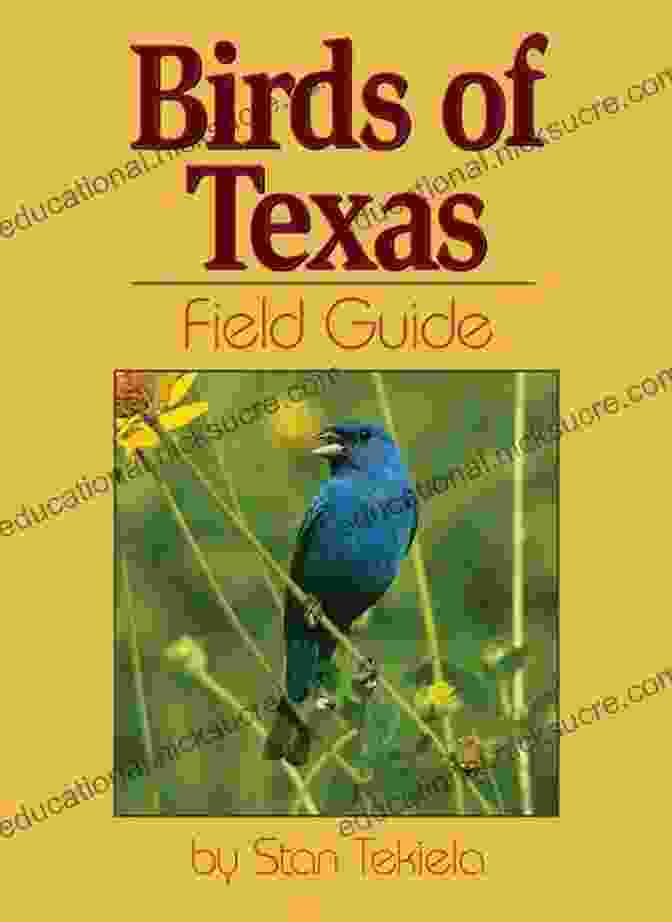 Birds Of Texas Field Guide Cover Birds Of Texas Field Guide (Bird Identification Guides)