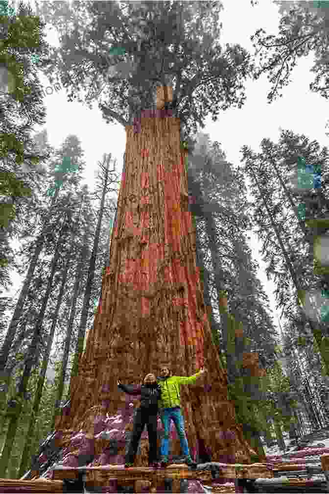 General Sherman Tree, The World's Largest Sequoia Tree In Moon Sequoia Kings Canyon Moon Sequoia Kings Canyon: Hiking Camping Waterfalls Big Trees (Travel Guide)
